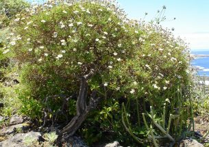 Did tree-forming daisies evolve due to drought stress?