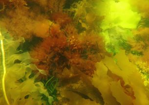Seaweeds shelter calcifying marine life from acidifying oceans