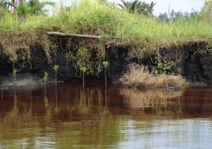 Tropical peat swamps: Restoration of endangered carbon reservoirs