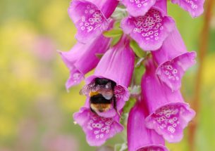 'Virtual safe space' to help bumblebees