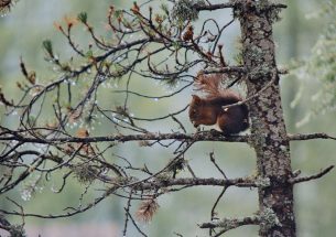 The presence of invasive grey squirrels causes increased chronic stress in native red squirrels