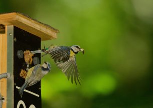 The loss of a parent is the most common cause of brood failure in blue tits