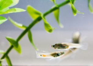 Male guppies grow larger brains in response to predator exposure - but not females