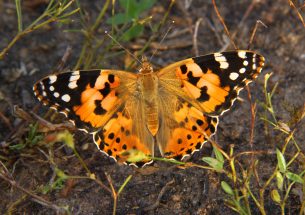 Painted lady's roundtrip migratory flight is longest recorded in butterflies