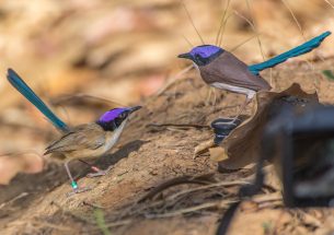 The power of purple - male birds use gaudy colours to warn and defeat rivals
