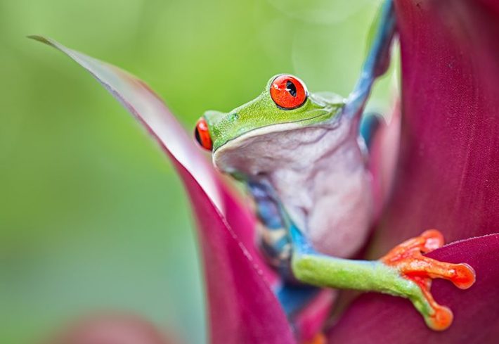 Frog on a plant