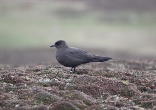 New study reveals reasons for huge decline of rare seabird