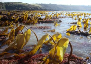 Kelp forests function differently in warming ocean