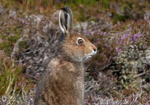 Severe declines in mountain hares on Scottish grouse moors