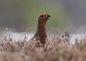 Grouse moor management in Scotland: stakeholder questionnaire
