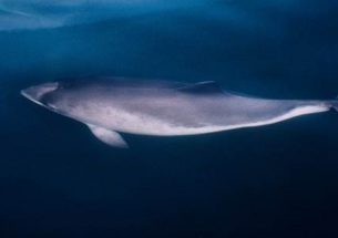 New research shows pretend porpoise sounds are helping conservation efforts