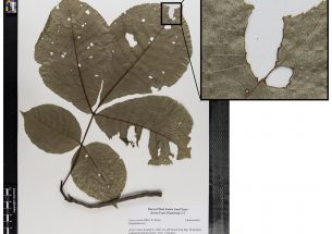 Study uses herbarium samples to understand link between climate change and insect herbivory