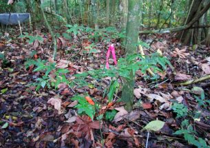 Soil moisture matters, even in tropical rainforests