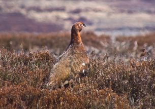 Hen harriers and red grouse: Finding common ground in a persistent conflict