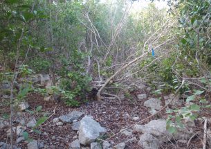 Hurricane Maria gave ecologists rare chance to study how tropical dry forests recover from extreme weather events