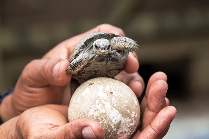 A person holds a sea turtle and an egg
