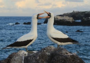 Mom's reward: Female Galápagos seabird has a shorter lifespan than males