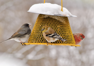 Researchers study people who feed birds in their backyards with implications for bird conservation