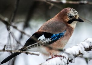 Volunteer ornithological survey shows effects of temperatures on Eurasian jay population