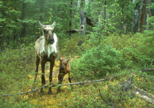 Disrupting wolf movement may be more effective at protecting caribou than fences and wolf culls