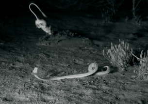 Videos reveal how the seemingly defenseless kangaroo rat contends with deadly rattlesnakes