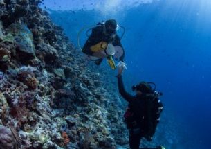 Menu change for corals in warming reefs