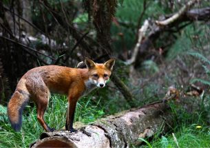 New research a game changer for fox control