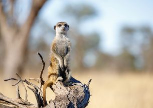 How understanding animal behavior can support wildlife conservation