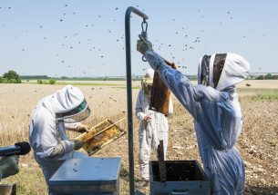 Organic farming improves honeybee colony performance in a crucial flower-scarce period