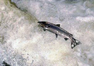 Understanding the decline of Atlantic salmon catches in Scotland