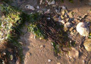 Seaweeds can attract friends and keep away enemies