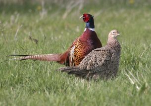 Increases in generalist predator populations are associated with pheasant releases