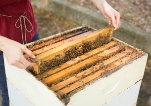 ‘Intensive’ beekeeping not to blame for common bee diseases