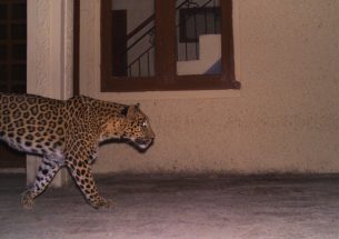 The Leopard that Learnt from the Cat