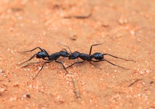 Australian ants prepared for ‘Insect Armageddon’