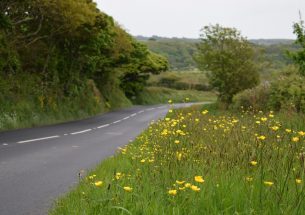 Road verges provide refuge for pollinators
