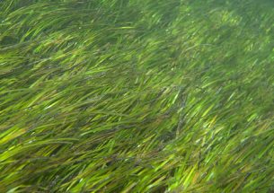 Researchers develop tools to help manage seagrass survival