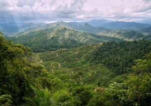 Connected forest networks on oil palm plantations key to protecting endangered species