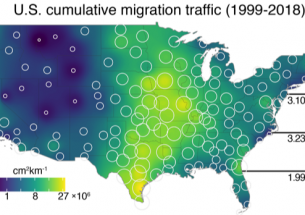 Using artificial intelligence to track birds’ dark-of-night migrations