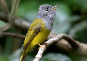 Breeding songbirds alter their singing behaviour in selectively logged tropical forests