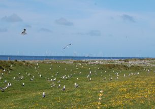 Wildlife and wind farms: Are British gulls staying safe in the winter sun?
