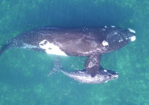 Researchers use drones to weigh whales
