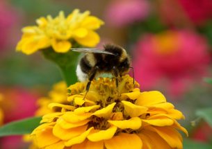 New generation insecticide reduces bumblebee egg laying