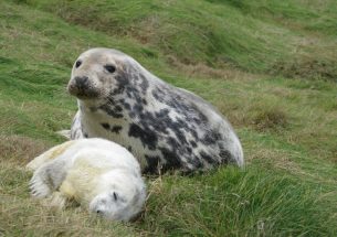 Scientists develop new method to estimate seal breeding frequency