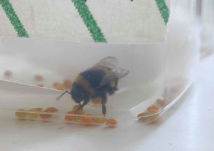 Bumblebees exposed to Chernobyl-levels of radiation consume more nectar