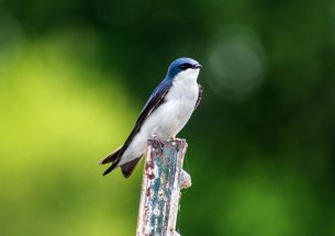 Young tree swallows carry environmental stress into adulthood