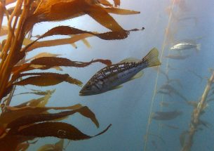 CSUN study demonstrates marine protected areas are most effective in overfished areas