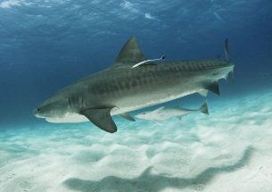 Shark nets destructive and ineffective, study finds