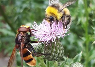 Invest in pollinator monitoring for long-term gain