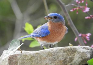 Feeding bluebirds helps fend off parasites